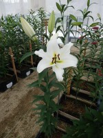 [5545 PO45 Galapagos No01.JPG]